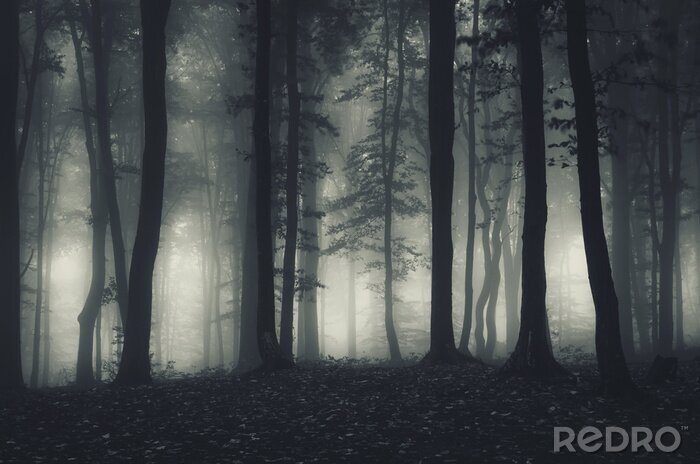 Canvas Bos in de mist 's nachts