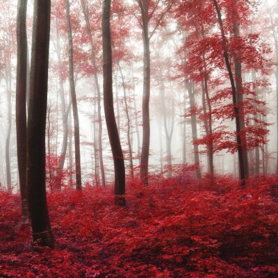 Bos in rode kleuren