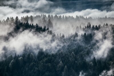 Bos ondergedompeld in wolken