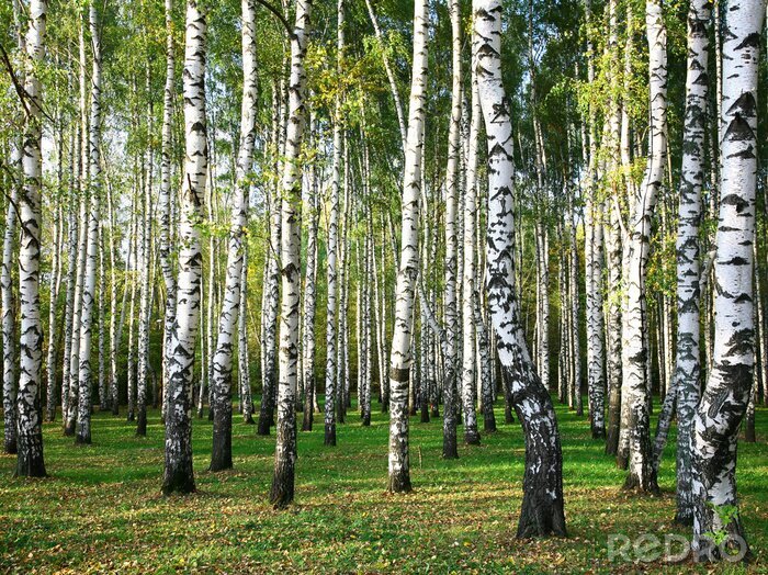 Canvas Bosje met berken