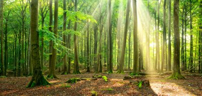 Boslandschap verlicht door stralen