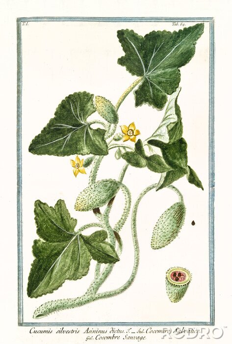 Canvas Botanische afbeelding uit een botanische atlas in een kader