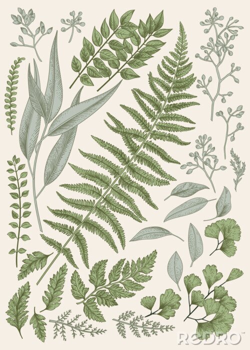 Canvas Botanische grafiek van bladeren van bosplanten