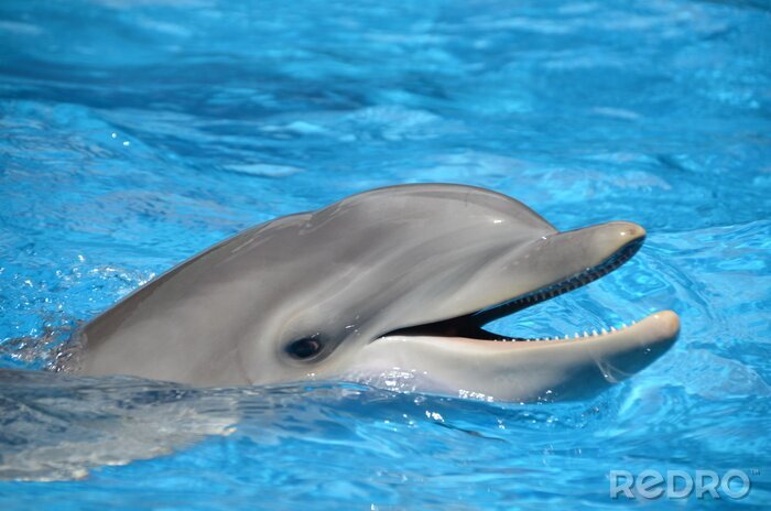 Canvas Bottlenose dolfijn met open mond