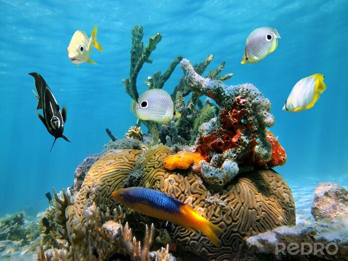 Canvas Brain koraal met kleurrijke sponzen en vis