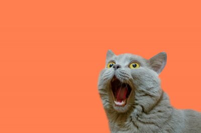 Canvas Britse kat met open mond