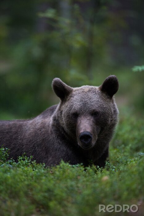 Canvas Brown bear relaxing in a forest
