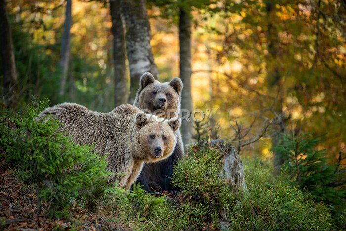 Canvas Bruine beren in het herfstbos