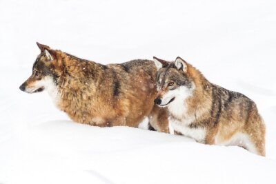 Bruine wolven trekken door de sneeuw