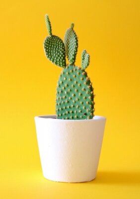 Canvas Cactus in pot op gele achtergrond