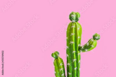 Canvas Cactus op een roze achtergrond