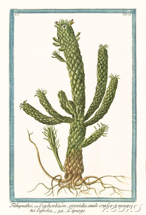 Canvas Cactus retro illustratie in een blauw kader
