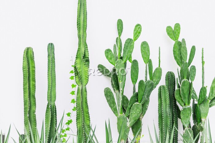 Canvas Cactussen groene planten op een effen achtergrond