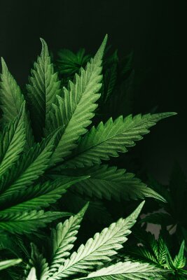 Cannabisbladeren in de schaduw van licht