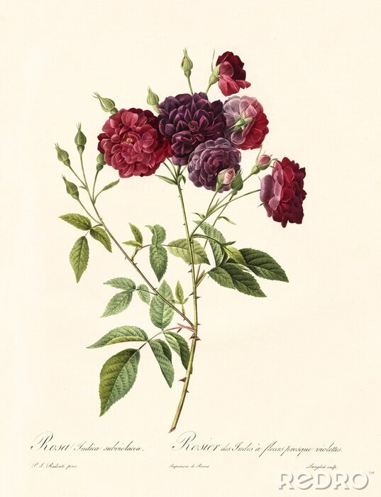 Canvas Carmine rozenstruik twijgen schets