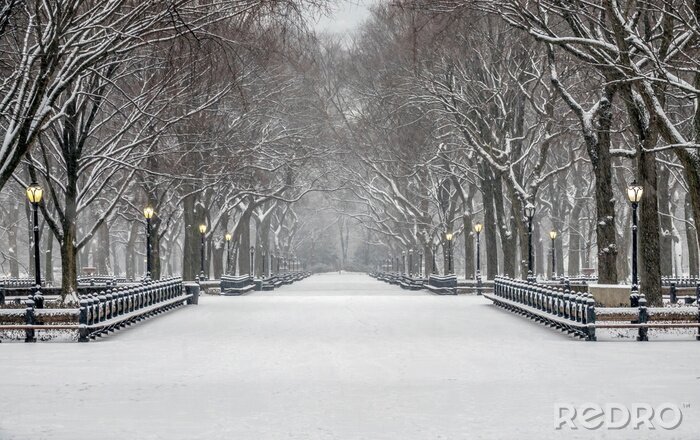 Canvas Central Park, New York City in winter