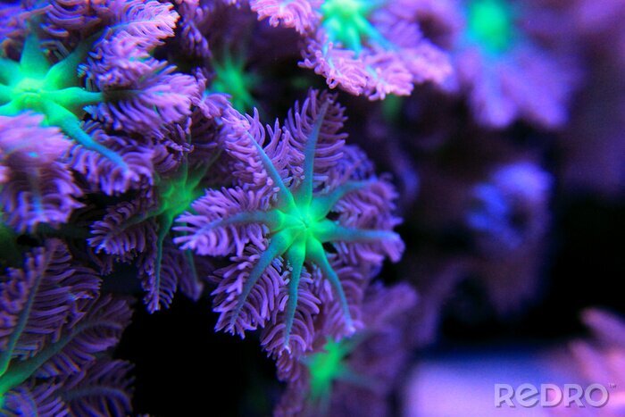 Canvas Clavularia handschoen poliep kolonie koraal