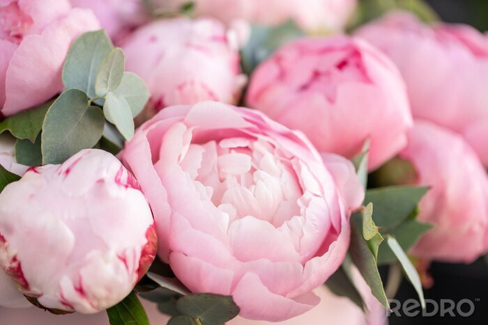 Canvas Close-up of flowers Pink peonies . Beautiful peony flower for catalog or online store. Floral shop concept . Beautiful fresh cut bouquet. Flowers delivery