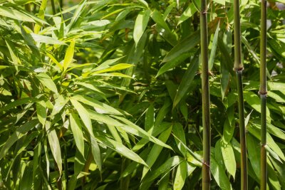 Canvas close up of fresh bamboo leaves and stalks