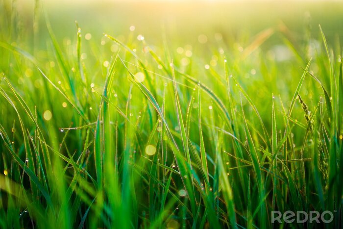 Canvas Close up of fresh thick grass with water drops in the early morning