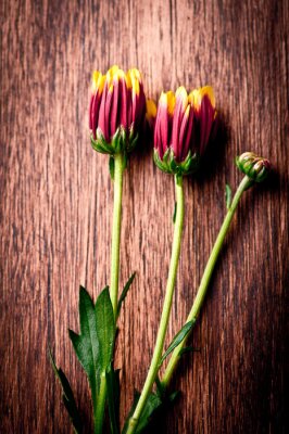 Canvas Close-up van Aster bloemen op houten achtergrond