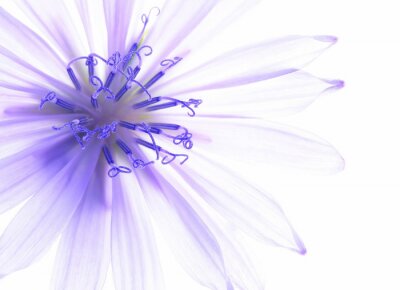 Close-up van blauwe koren bloem met witte achtergrond