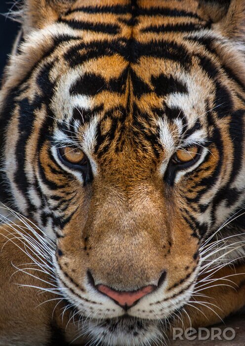 Canvas Close-up van de blik van een tijger