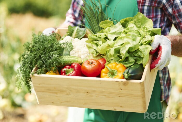 Canvas Close-up van de doos met groenten in handen van de volwassen man