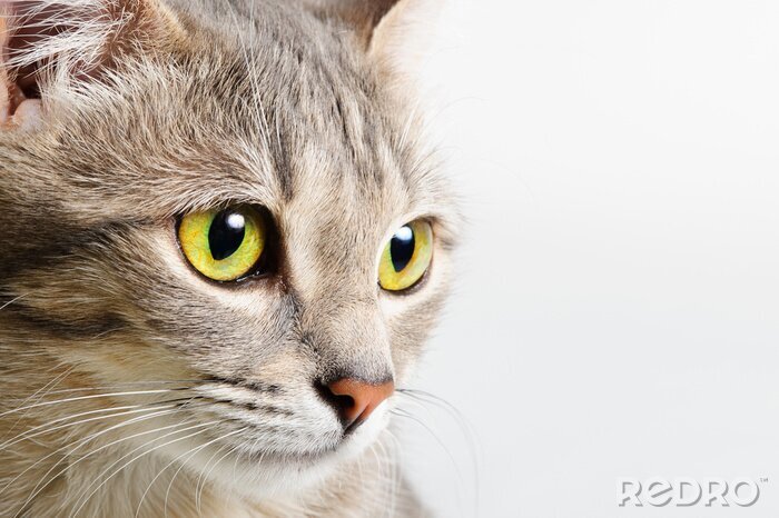 Canvas Close-up van de ogen van een kitten