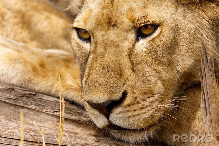 Canvas Close-up van de snuit van een leeuw