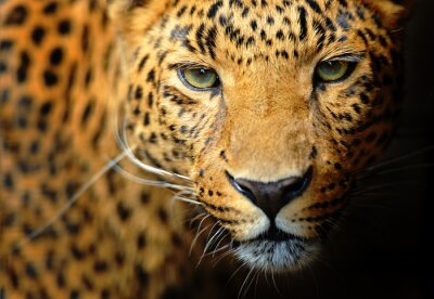 Canvas Close-up van de snuit van een luipaard