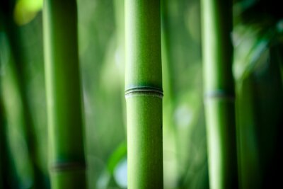 Close-up van een bamboestammetje