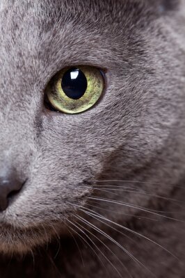 Canvas Close-up van een grijs huisdier