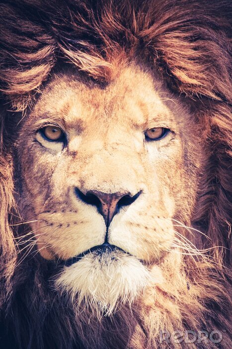 Canvas Close-up van een leeuw