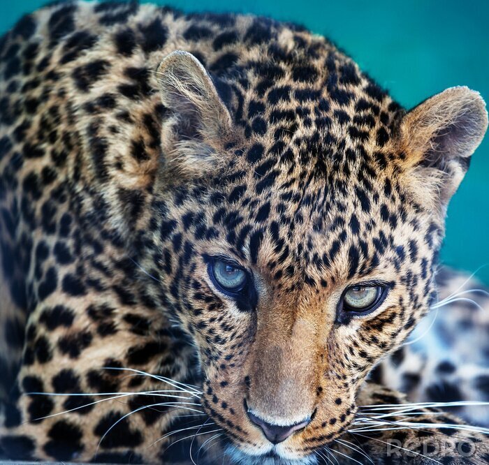 Canvas Close-up van een luipaard
