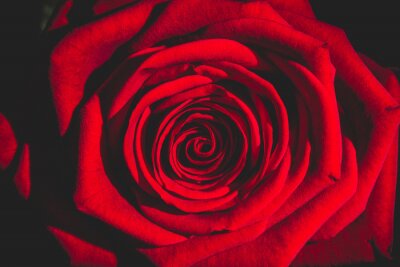 Canvas Close-up van een rode roos