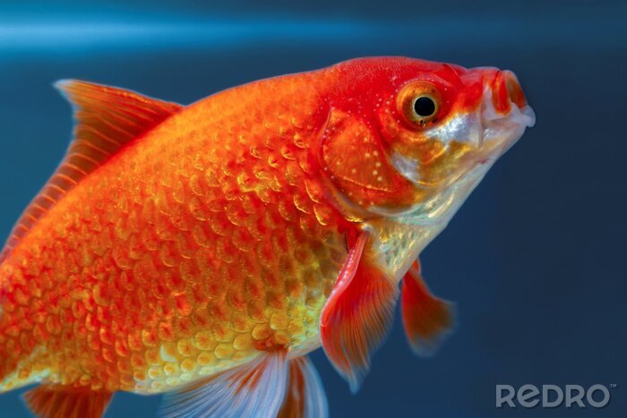 Canvas Close-up van een rode vis