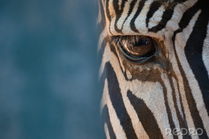 Canvas Close-up van een zebraoog