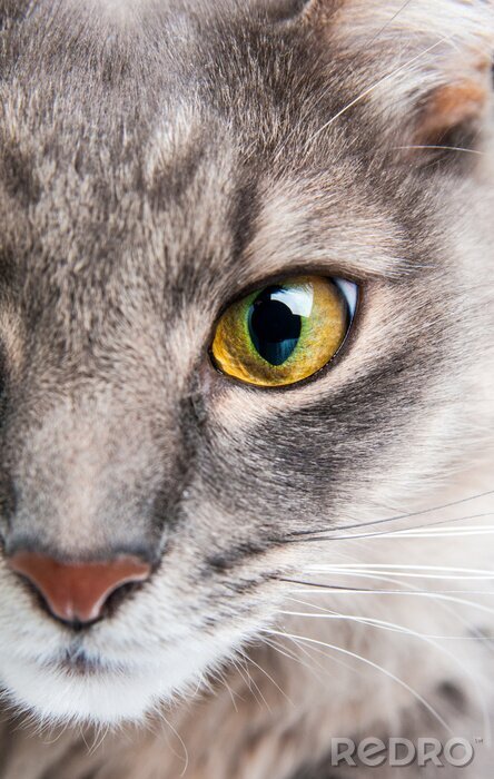 Canvas Close-up van het oog van een kat