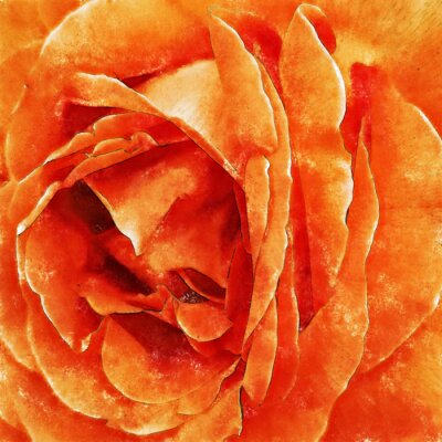 Canvas Closeup Orange Rose Fine Art