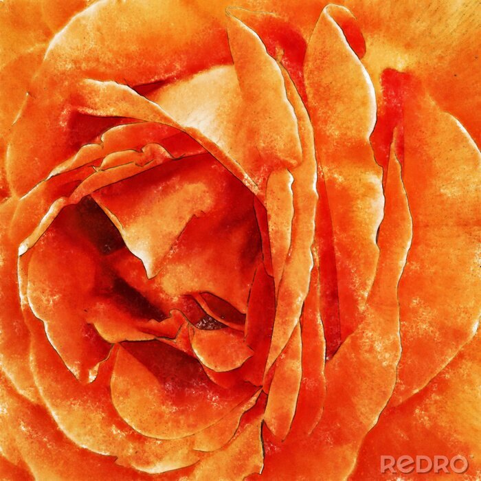 Canvas Closeup Orange Rose Fine Art