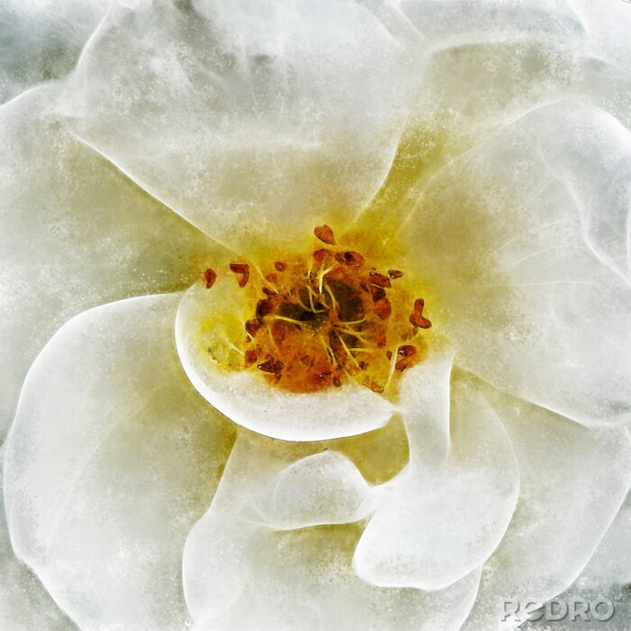 Canvas Closeup White Rose Fine Art