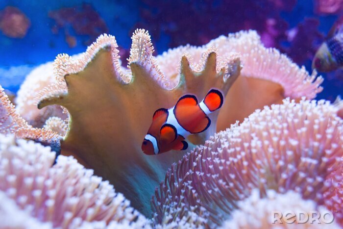 Canvas Clown fish swimming in the corals.