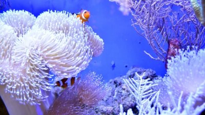 Canvas Clownfish, Amphiprioninae, in aquarium tank with reef as background.
