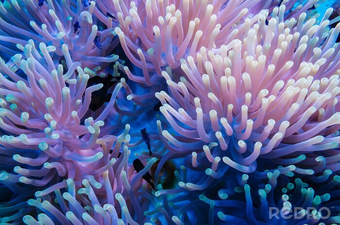 Canvas Clownfish en anemoon op een tropisch koraalrif