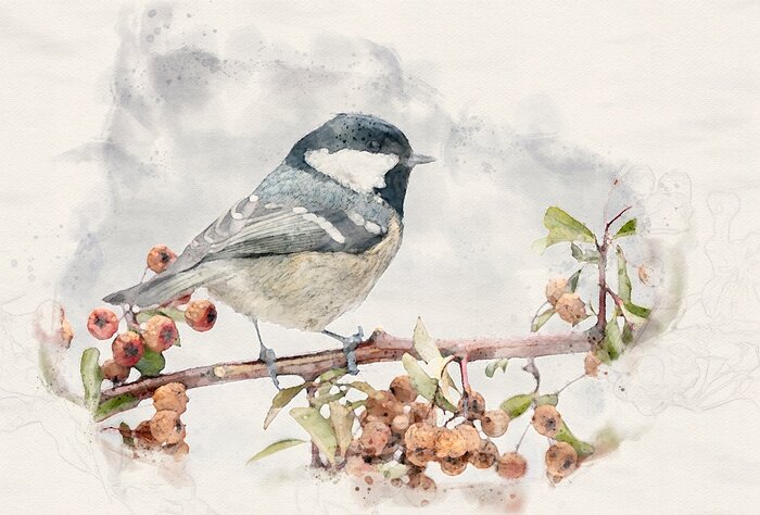 Canvas Coal tit ( Periparus ater ) close up- waterpaint image