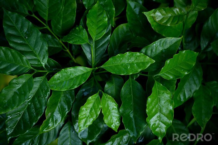 Canvas Coffee leaves closeup at nursery plantation.