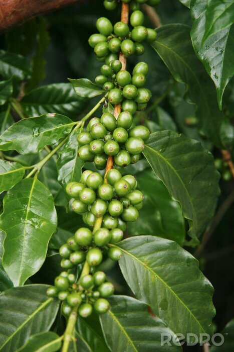 Canvas Coffee plantation