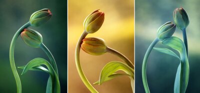 Canvas Collage met tulpen