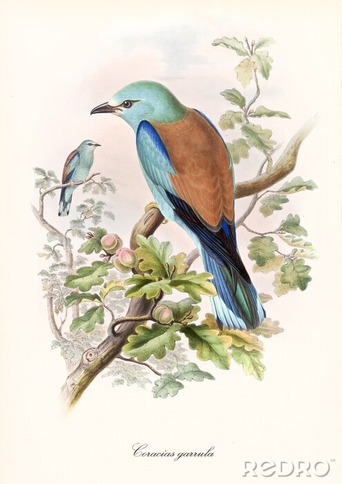 Canvas Colorful bird standing on a oak tree branch viewed in slightly back view. Old style detailed illustration of European Roller (Coracias garrulus). By John Gould publ. In London 1862 - 1873
